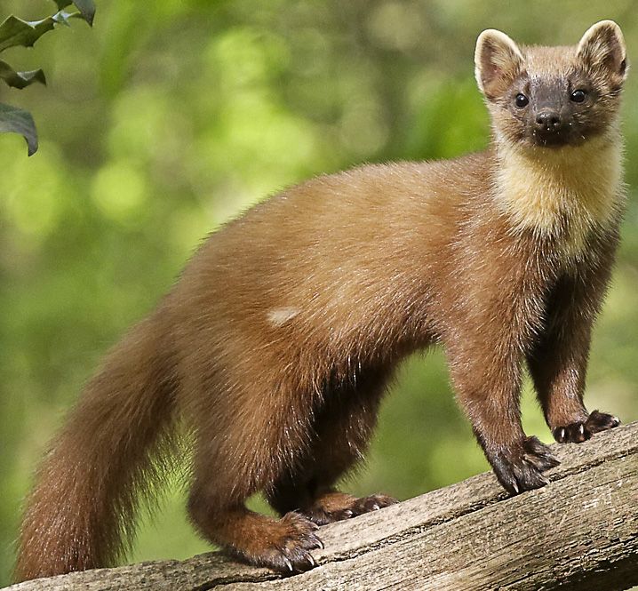 Лесная куница