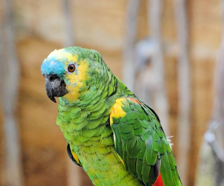 Синелобый Амазон