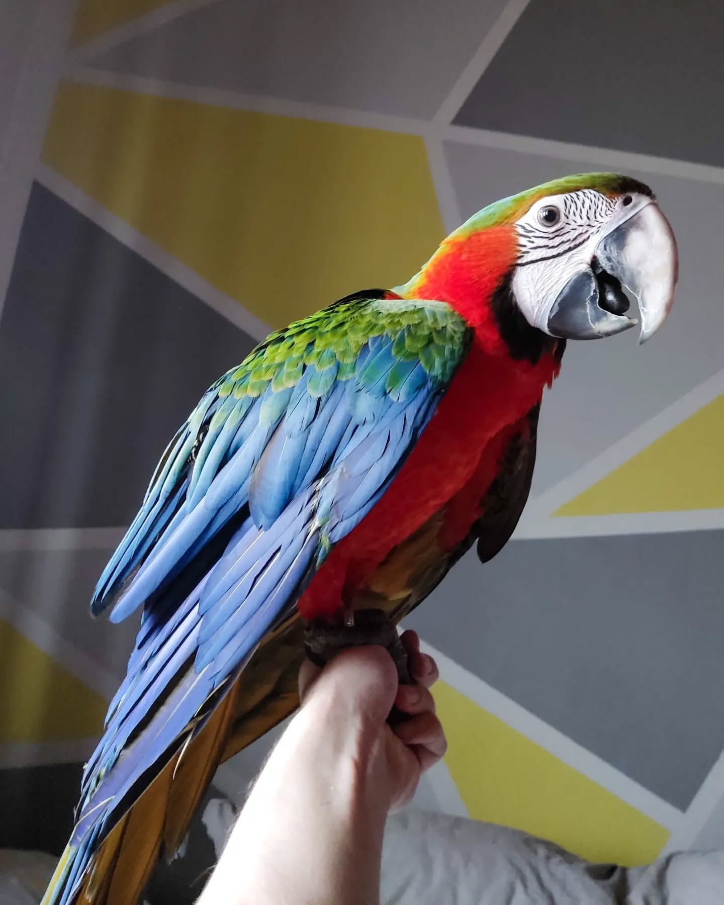 Ара арлекин