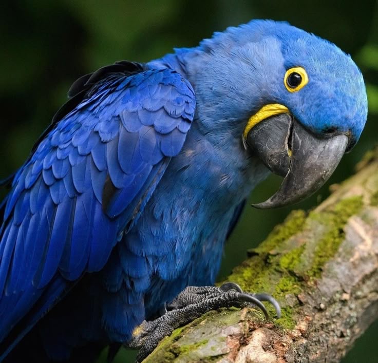 Ара синежёлтый