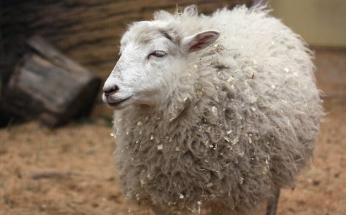 Барашки уэсан