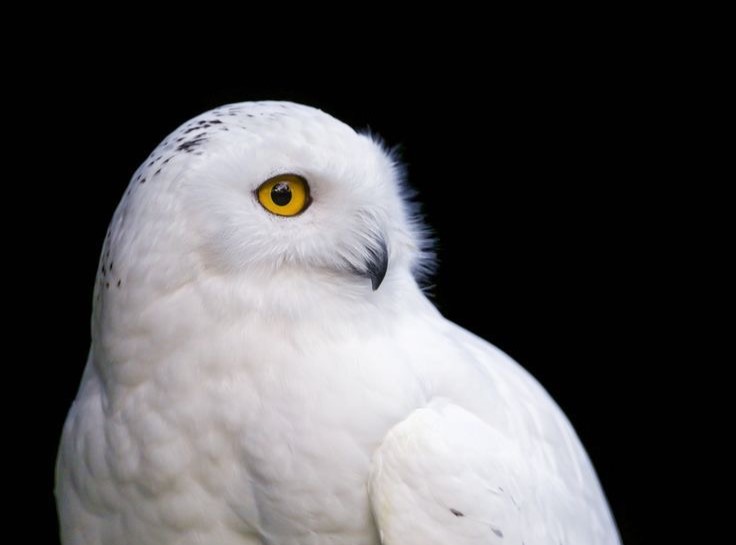 Белая сова