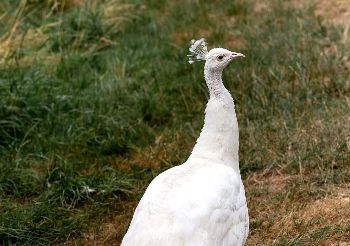 Белый павлин