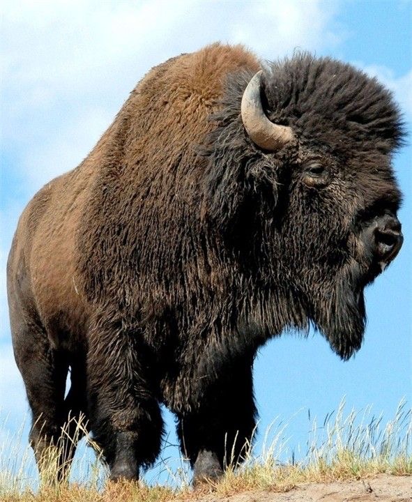 Бизон