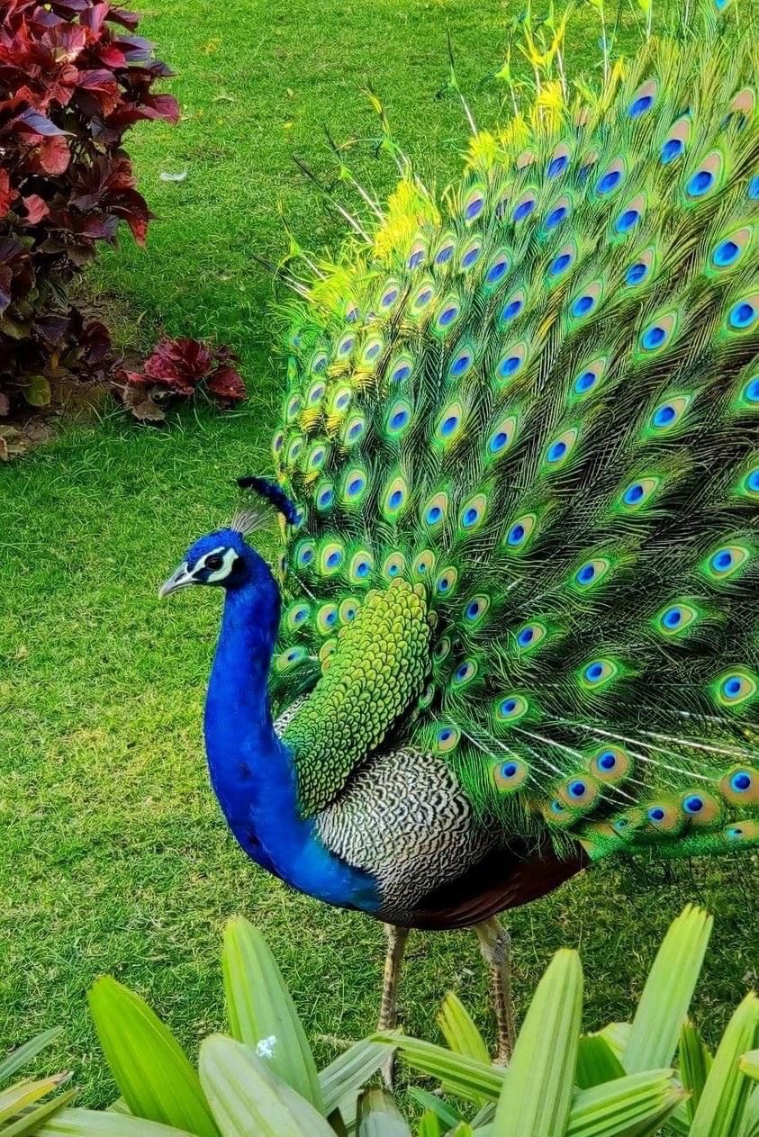 Индийский павлин