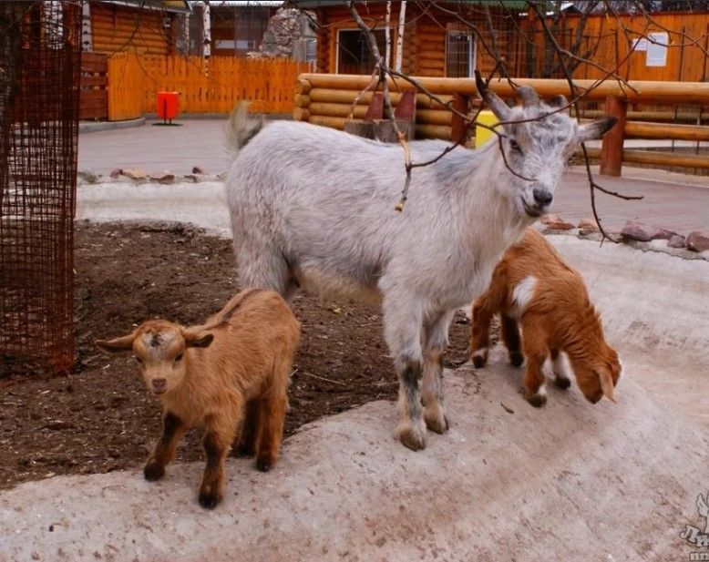 Камерунская коза