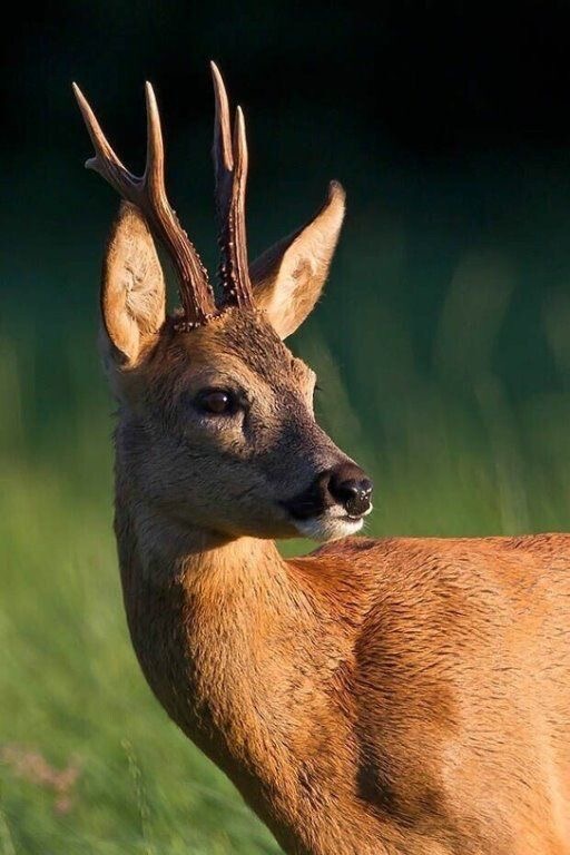 Европейская лань