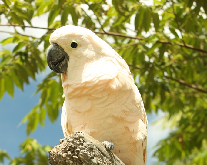 Малауккский какаду