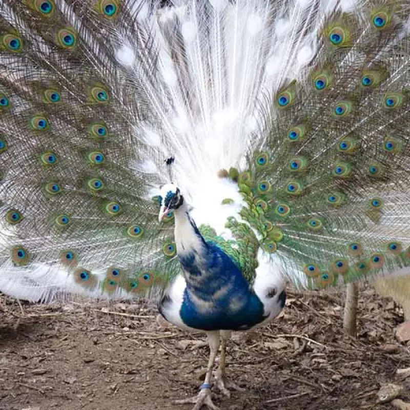 Павлин арлекина