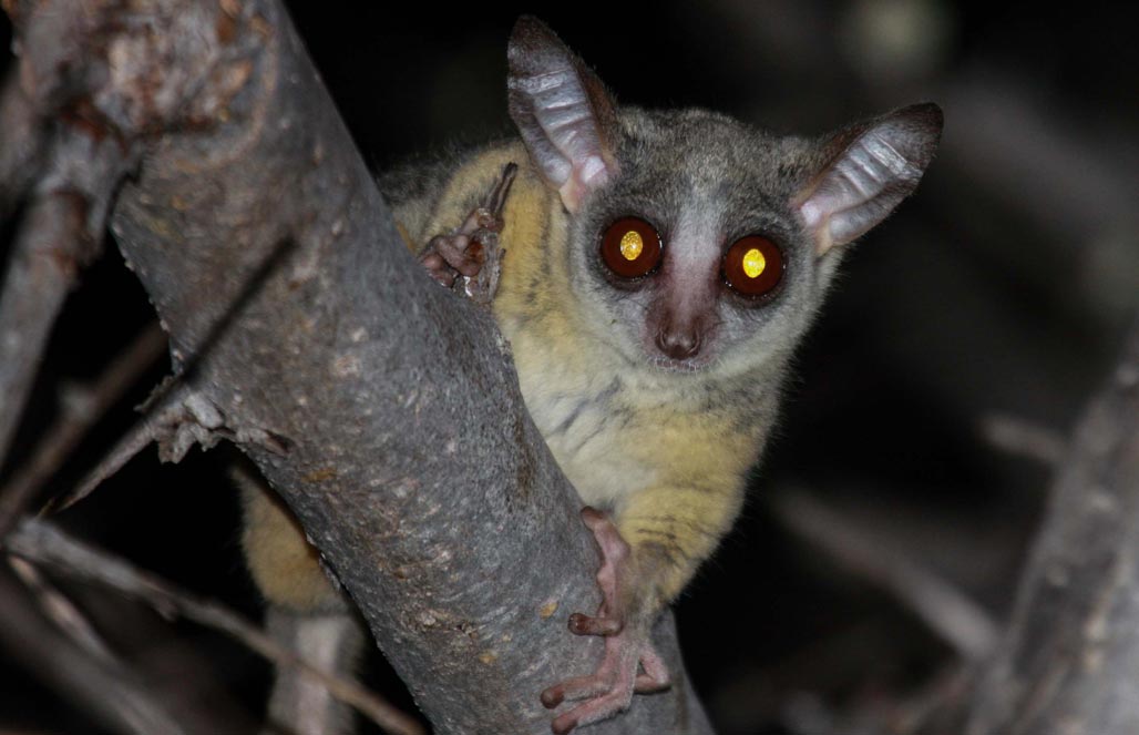 Синегальский галаго