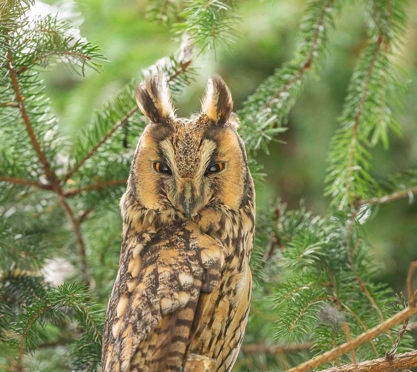 Ушастая сова