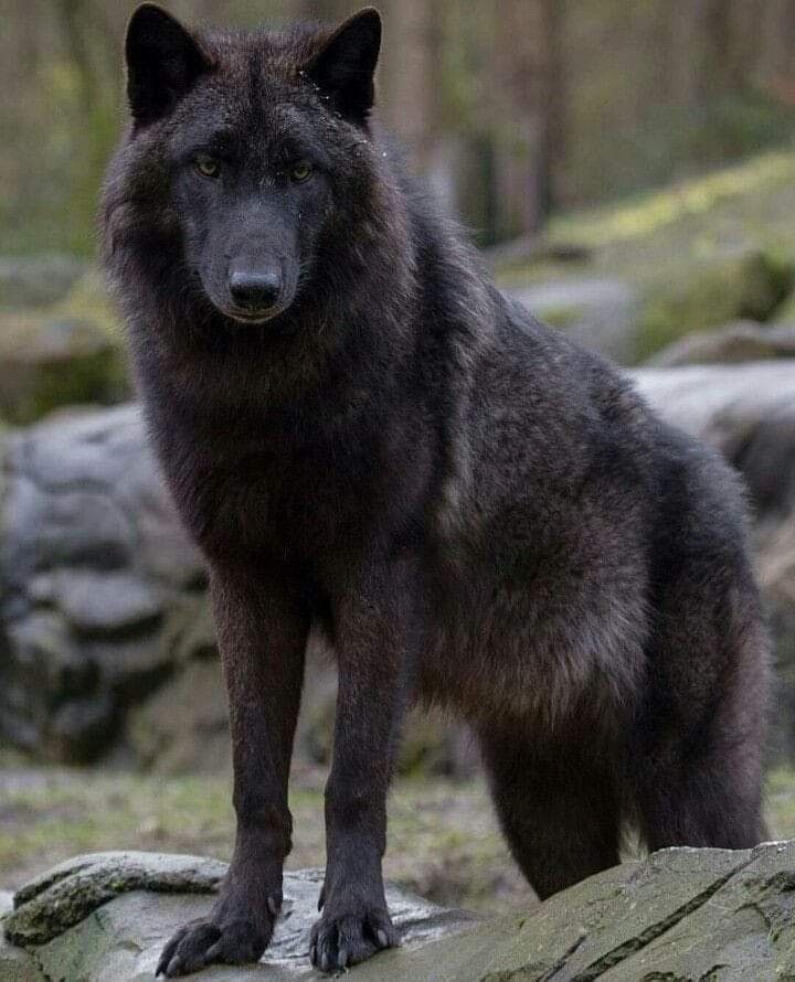 Чёрный канадский волк