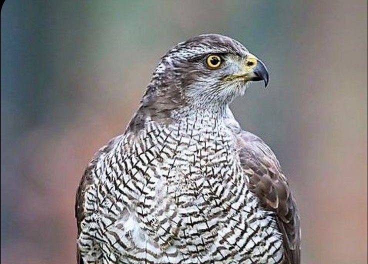 Ястреб тетеревятник