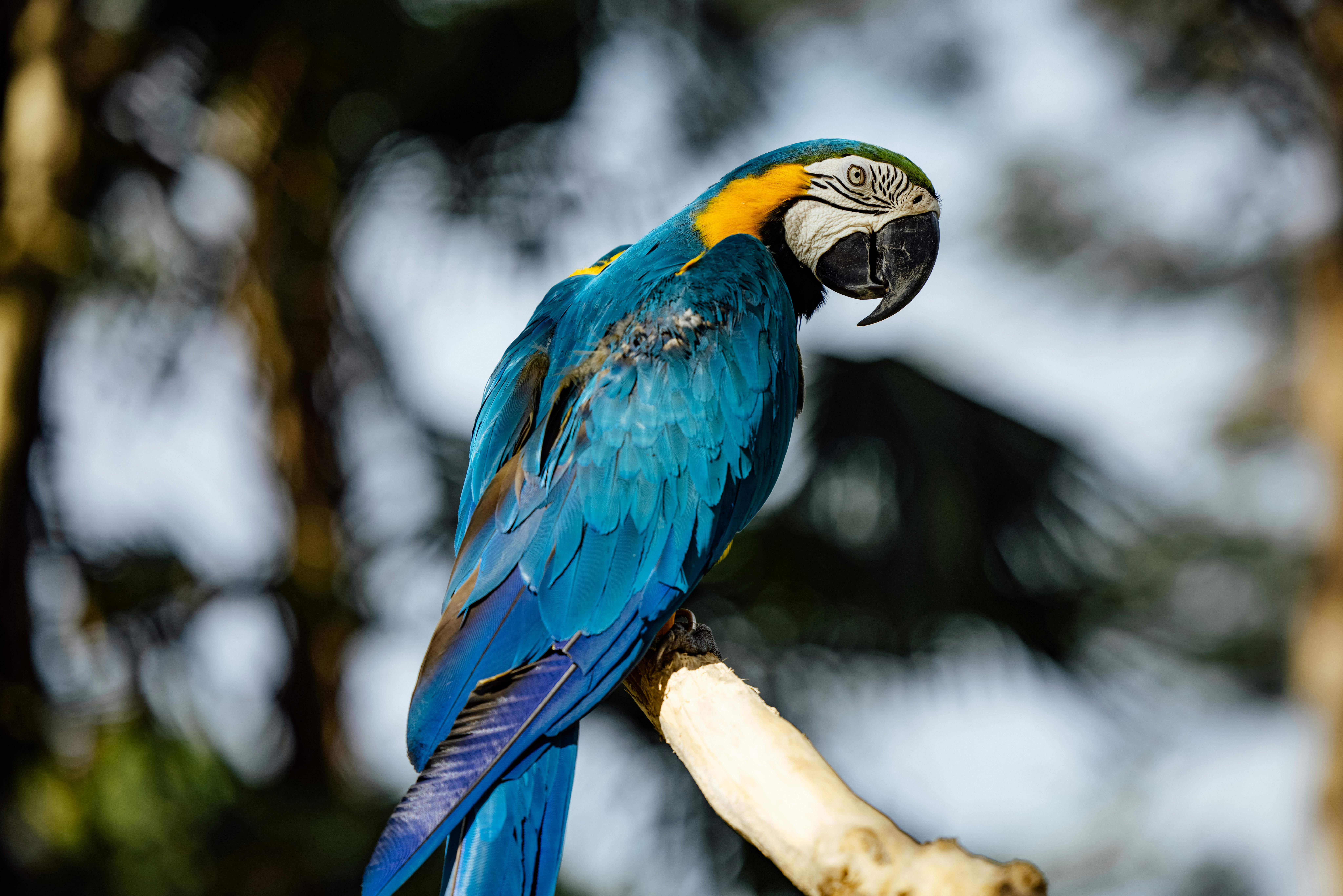Сине-желтый Ара